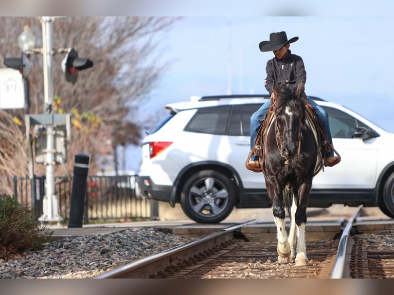 Otras razas Caballo castrado 10 años 163 cm in Joshua, TX