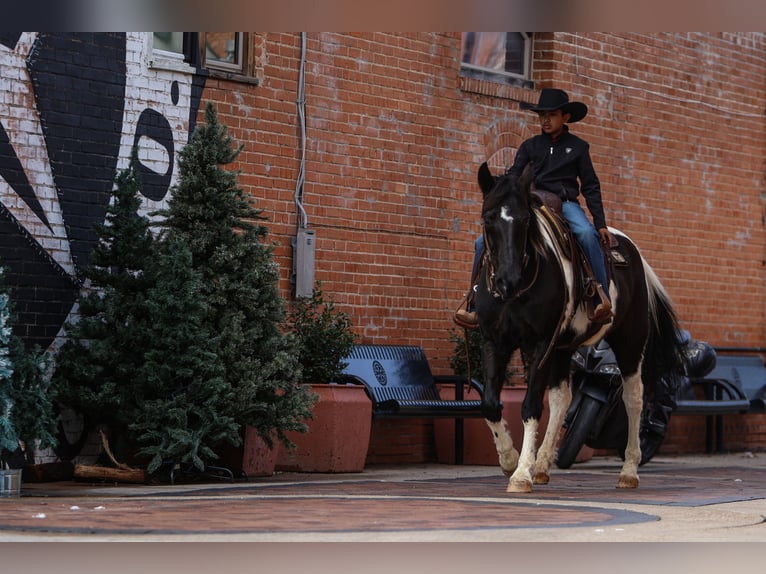 Otras razas Caballo castrado 10 años 163 cm in Joshua, TX