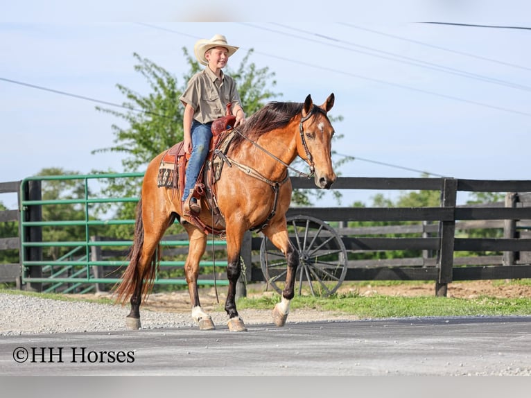 Otras razas Caballo castrado 10 años Buckskin/Bayo in Flemingsburg