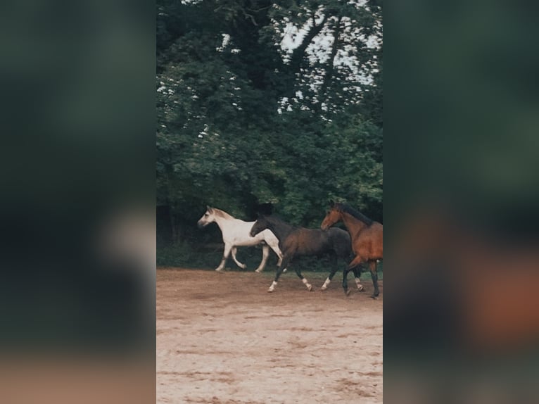 Otras razas Caballo castrado 10 años Castaño in Cuxhaven