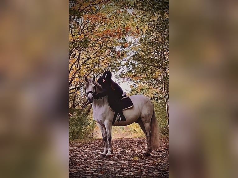 Otras razas Caballo castrado 10 años Castaño in Cuxhaven