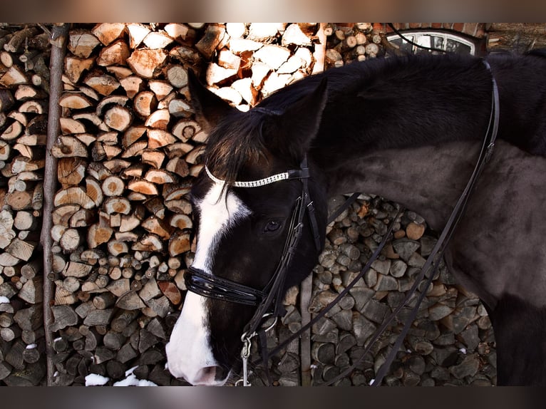 Otras razas Caballo castrado 10 años Castaño in Cuxhaven