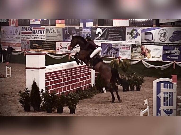 Otras razas Caballo castrado 10 años Castaño in Cuxhaven