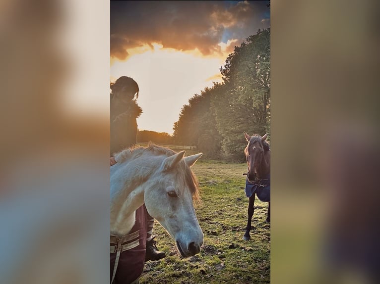 Otras razas Caballo castrado 10 años Castaño in Cuxhaven