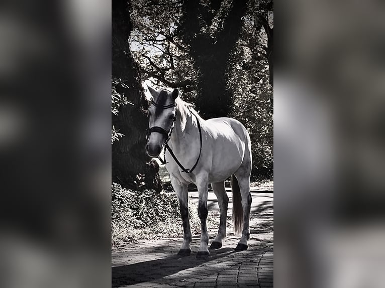 Otras razas Caballo castrado 10 años Castaño in Cuxhaven