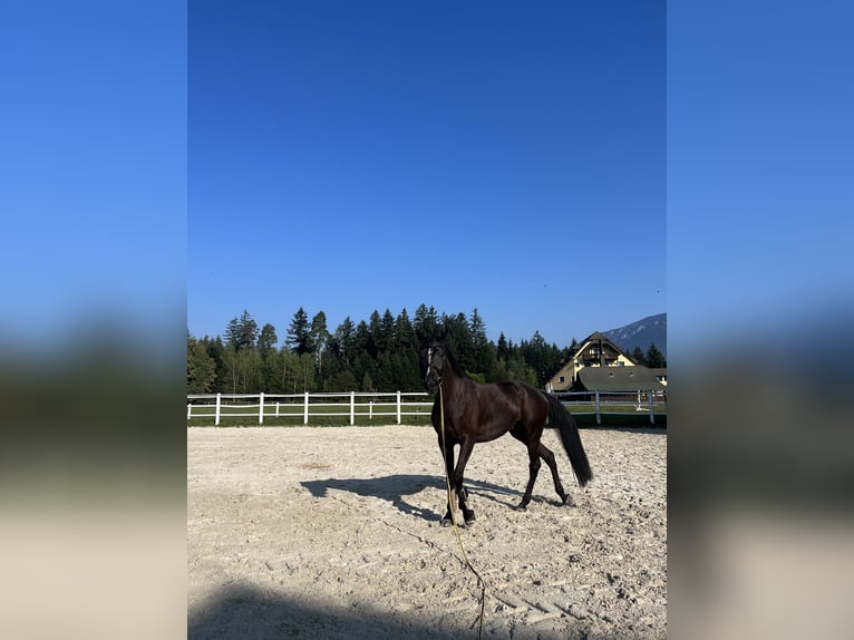 Otras razas Caballo castrado 10 años Negro in Nazarje