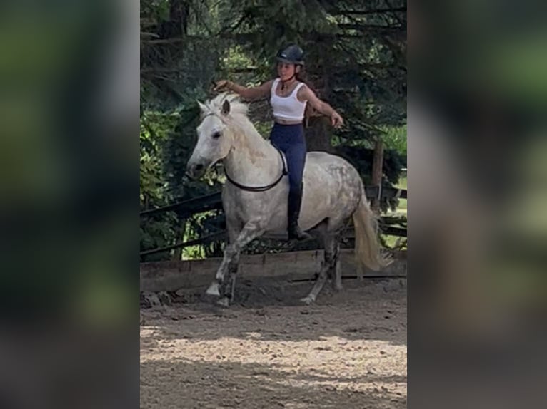 Otras razas Mestizo Caballo castrado 11 años 136 cm Tordo rodado in Ihringen