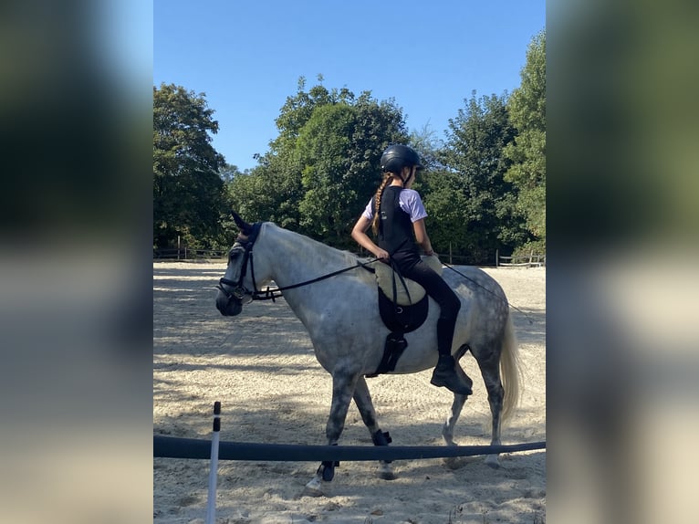 Otras razas Mestizo Caballo castrado 11 años 136 cm Tordo rodado in Ihringen