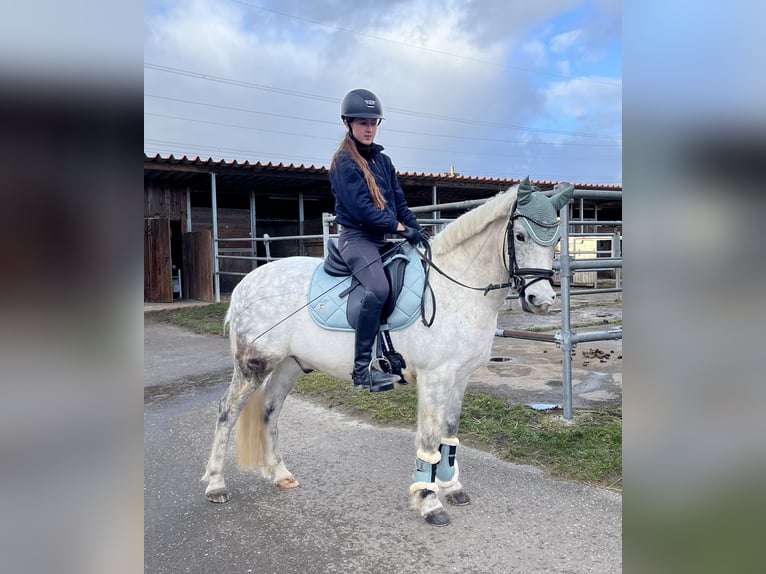 Otras razas Mestizo Caballo castrado 11 años 136 cm Tordo rodado in Ihringen
