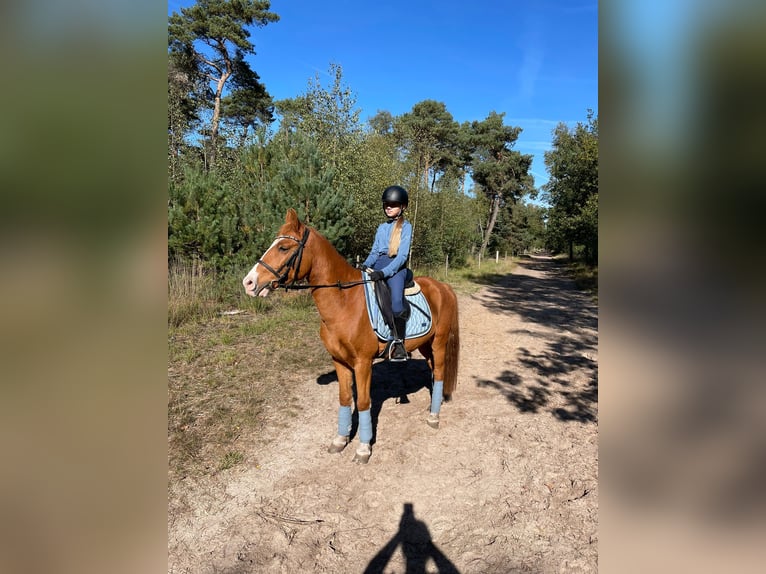 Otras razas Caballo castrado 11 años 145 cm Alazán in Sint-Oedenrode