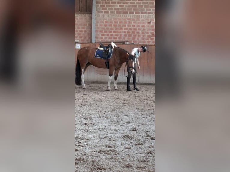 Otras razas Caballo castrado 11 años 150 cm Castaño in Grömitz