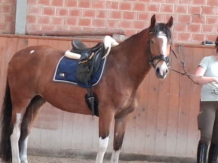 Otras razas Caballo castrado 11 años 150 cm Castaño in Grömitz