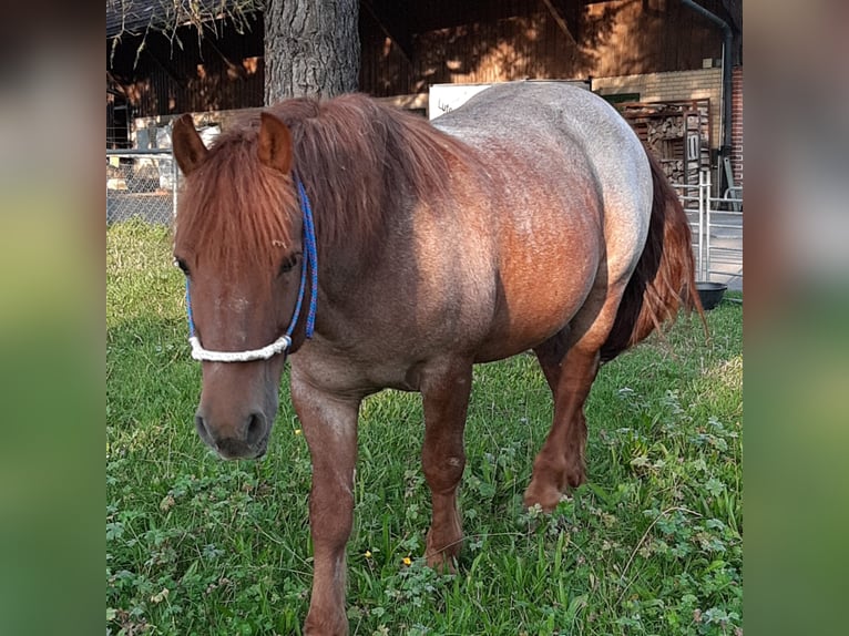 Otras razas Caballo castrado 11 años 150 cm Tordo ruano in Neu St. Johann