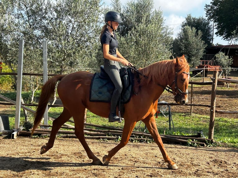 Otras razas Mestizo Caballo castrado 11 años 158 cm Alazán in Nogueira do cravo
