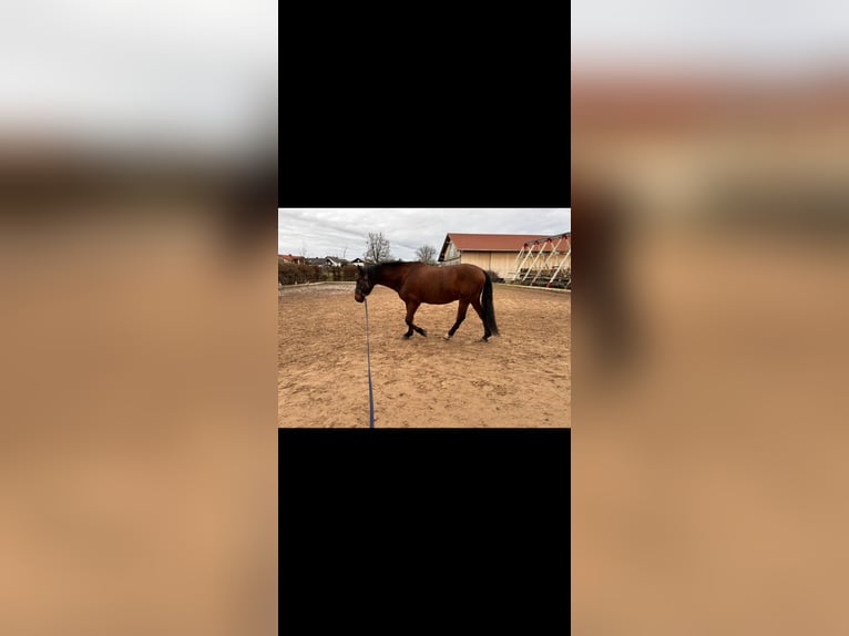 Otras razas Caballo castrado 11 años 158 cm Castaño in Weilheim in OberbayerN