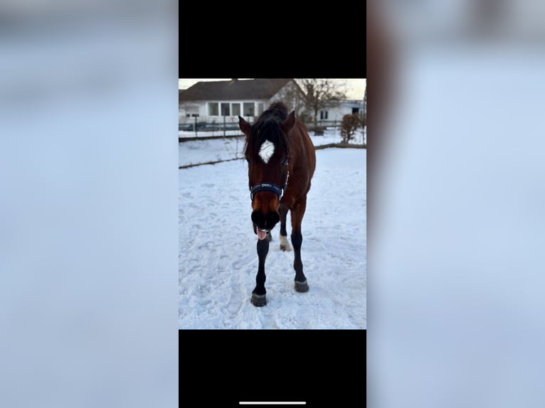 Otras razas Caballo castrado 11 años 158 cm Castaño in Weilheim in OberbayerN