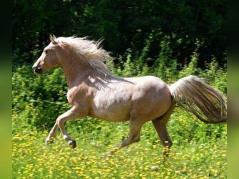 Otras razas Mestizo Caballo castrado 11 años 158 cm Overo-todas las-capas in Muhlbach sur Bruche