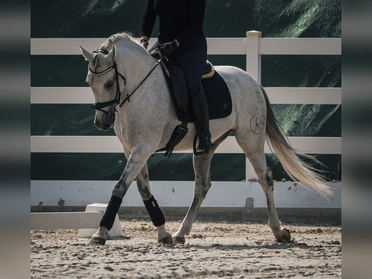 Otras razas Caballo castrado 11 años 158 cm Tordo in Nettersheim