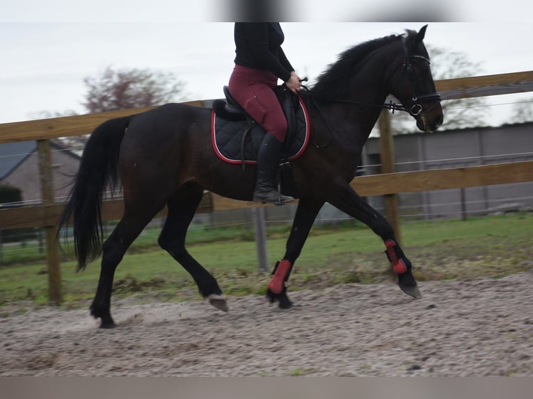 Otras razas Caballo castrado 11 años 161 cm Castaño oscuro in Achtmaal