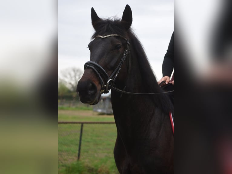 Otras razas Caballo castrado 11 años 161 cm Castaño oscuro in Achtmaal