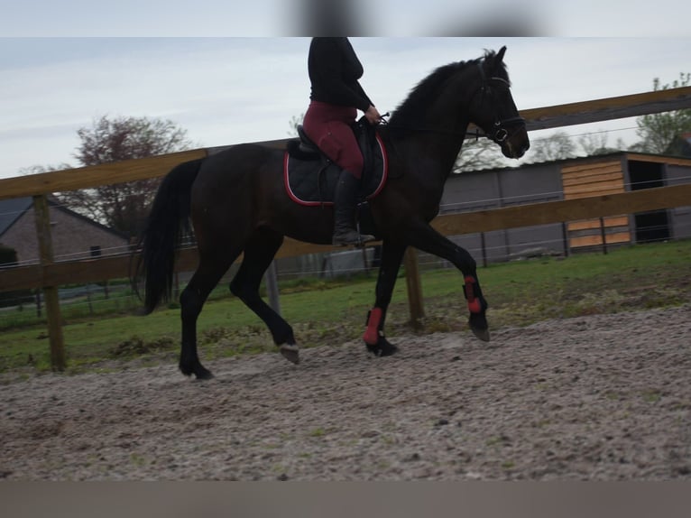 Otras razas Caballo castrado 11 años 161 cm Castaño oscuro in Achtmaal