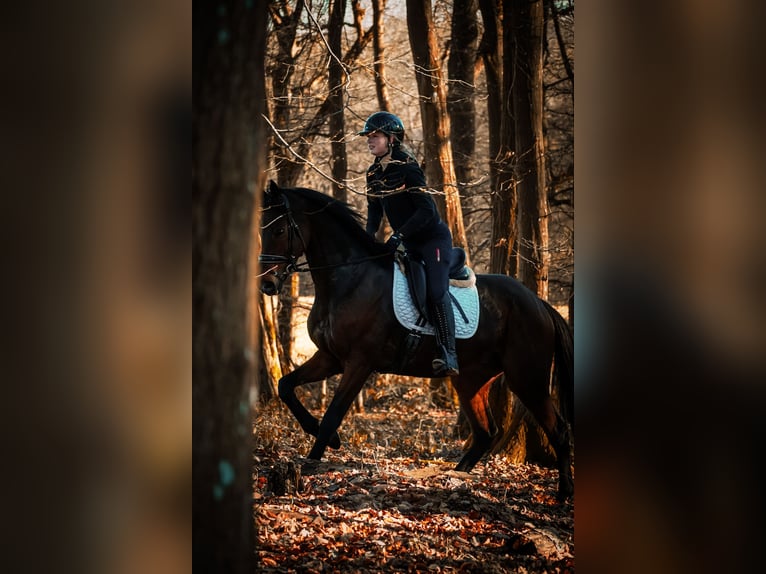 Otras razas Caballo castrado 11 años 162 cm Castaño in Nettersheim