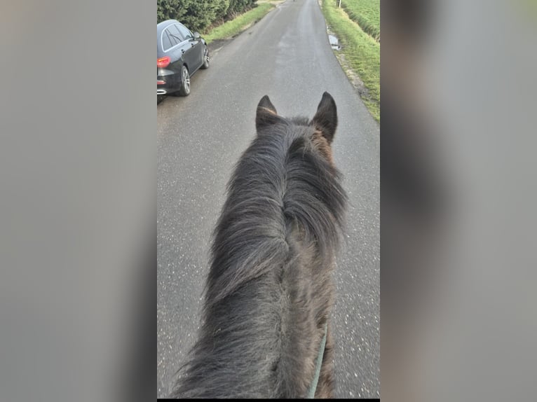 Otras razas Caballo castrado 11 años 162 cm Castaño oscuro in Breda