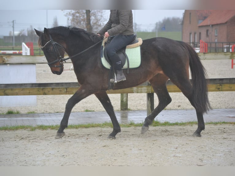 Otras razas Caballo castrado 11 años 162 cm Castaño oscuro in Breda