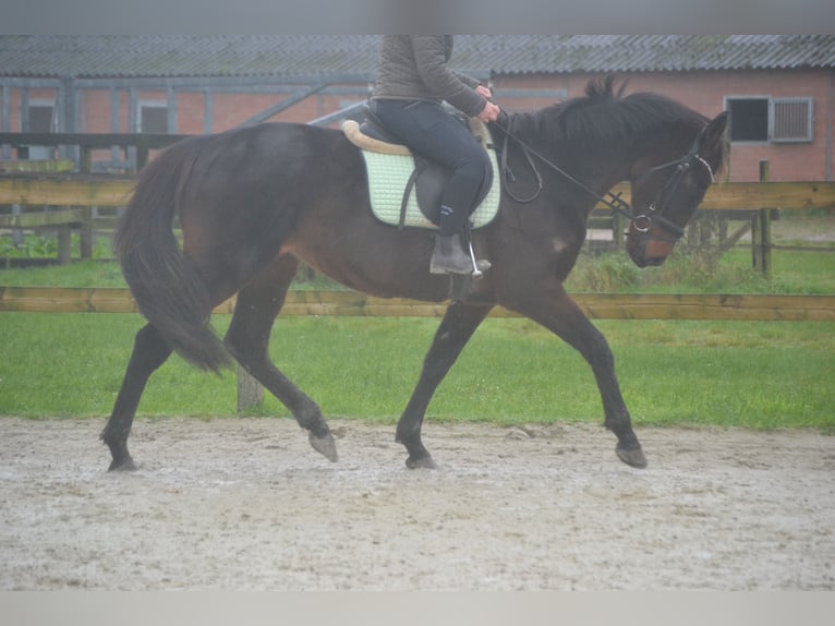 Otras razas Caballo castrado 11 años 162 cm Castaño oscuro in Breda