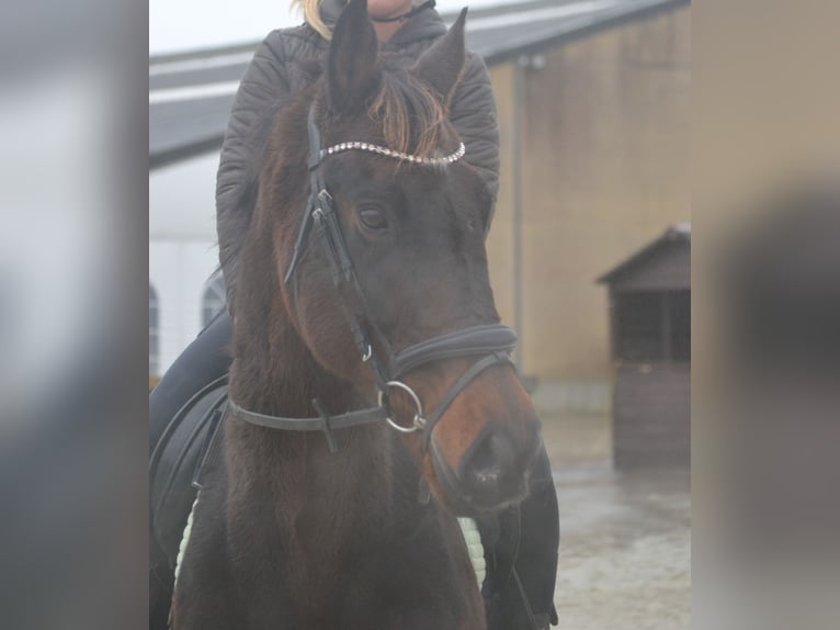 Otras razas Caballo castrado 11 años 162 cm Castaño oscuro in Breda