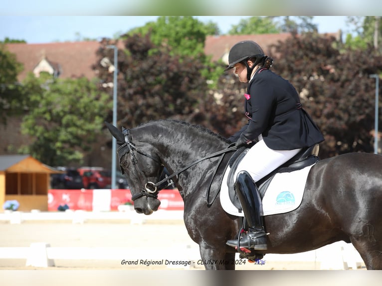 Otras razas Caballo castrado 11 años 162 cm Negro in Perrignier