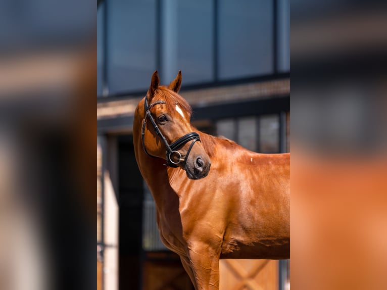 Otras razas Caballo castrado 11 años 163 cm Alazán in Zaręby