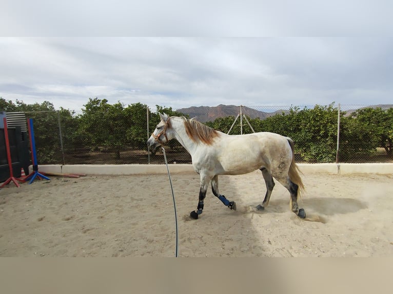 Otras razas Caballo castrado 11 años 168 cm Tordo in Los Desamparados