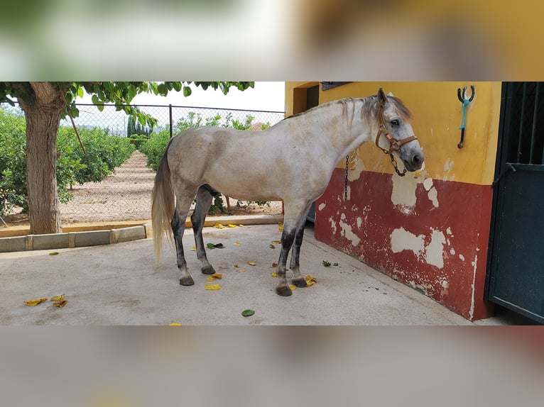 Otras razas Caballo castrado 11 años 168 cm Tordo in Los Desamparados