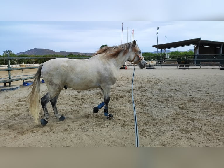 Otras razas Caballo castrado 11 años 168 cm Tordo in Los Desamparados