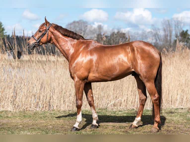 Otras razas Caballo castrado 11 años Alazán-tostado in &#x160;iauliai