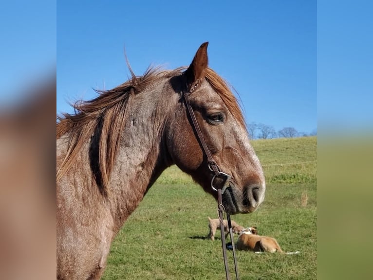 Otras razas Mestizo Caballo castrado 12 años 142 cm Ruano alazán in Somerset