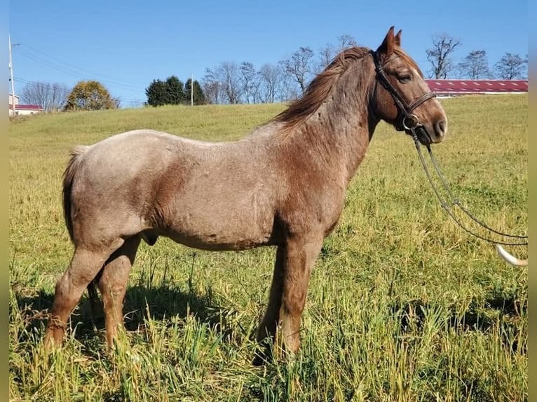 Otras razas Mestizo Caballo castrado 12 años 142 cm Ruano alazán in Somerset