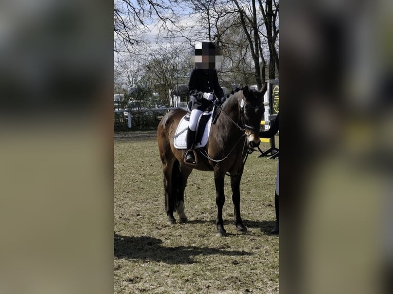 Otras razas Mestizo Caballo castrado 12 años 148 cm in Oerel