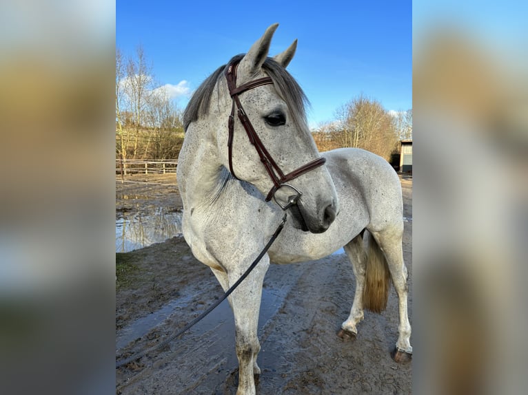 Otras razas Mestizo Caballo castrado 12 años 148 cm Tordo in Oirsbeek