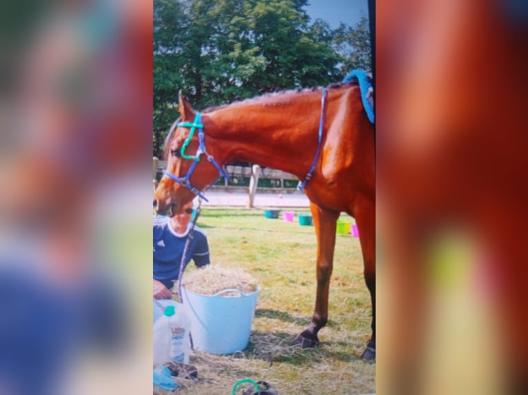 Otras razas Caballo castrado 12 años 154 cm Castaño in Emmen