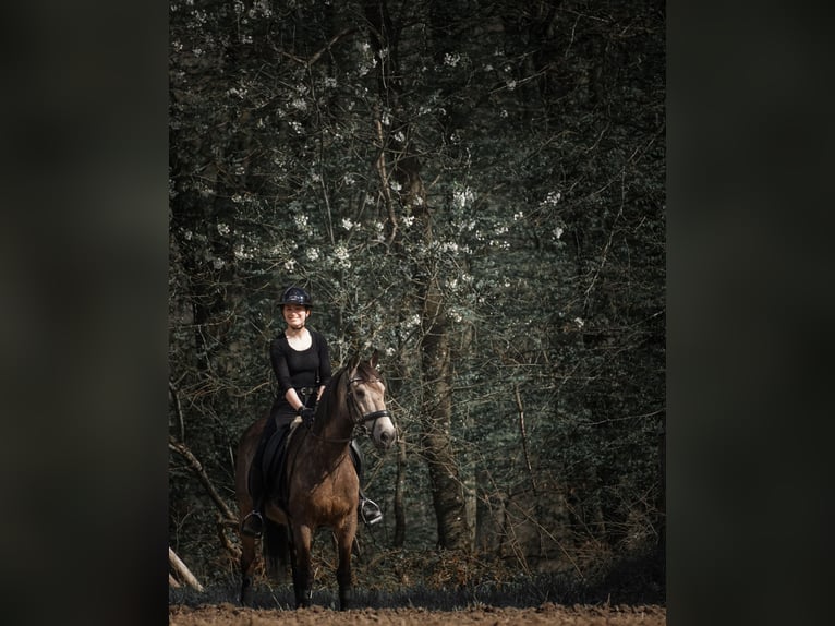 Otras razas Caballo castrado 12 años 158 cm Buckskin/Bayo in Nettersheim