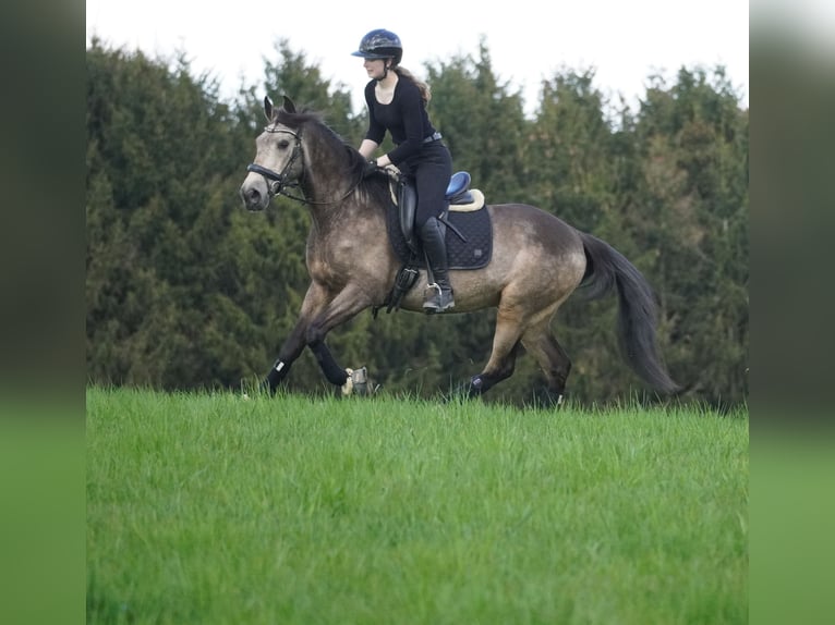 Otras razas Caballo castrado 12 años 158 cm Buckskin/Bayo in Nettersheim