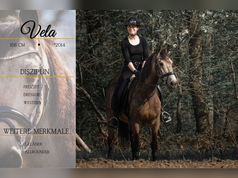 Otras razas Caballo castrado 12 años 158 cm Buckskin/Bayo in Nettersheim