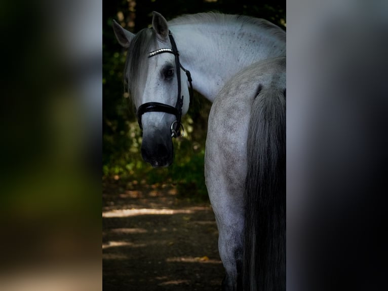 Otras razas Caballo castrado 12 años 158 cm Tordo in Nettersheim