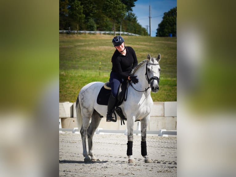 Otras razas Caballo castrado 12 años 158 cm Tordo in Nettersheim