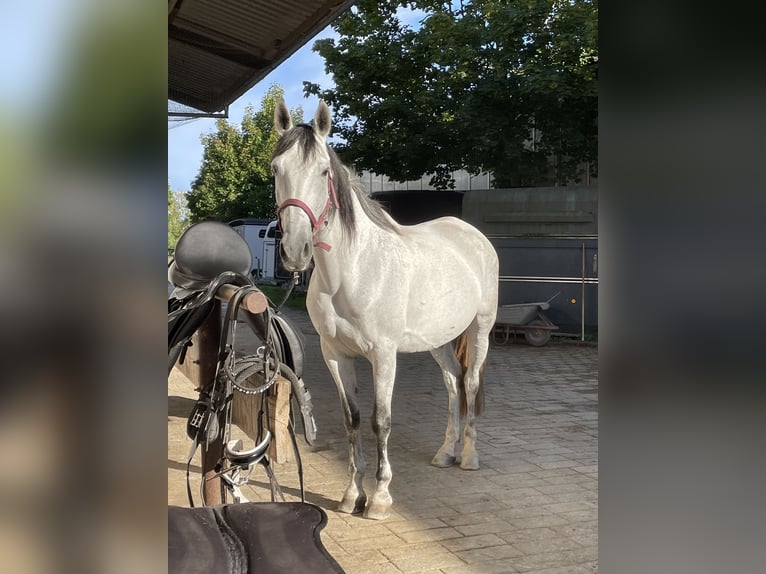 Otras razas Caballo castrado 12 años 159 cm Tordo in Bobingen