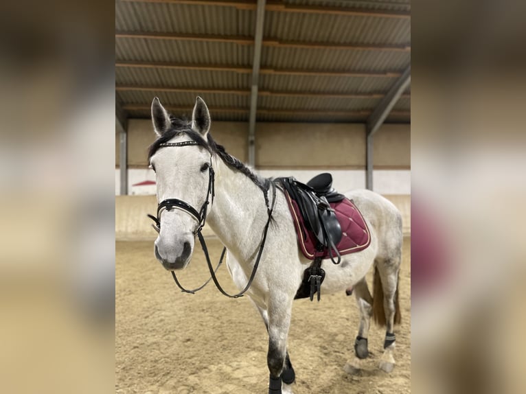 Otras razas Caballo castrado 12 años 159 cm Tordo in Bobingen