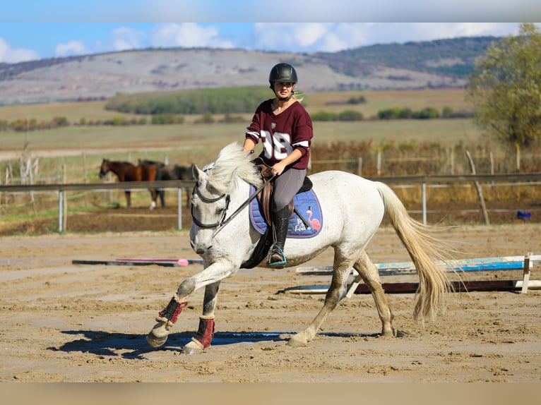 Otras razas Caballo castrado 12 años 160 cm Tordo in &#x421;&#x43E;&#x444;&#x438;&#x44F; / Sofija