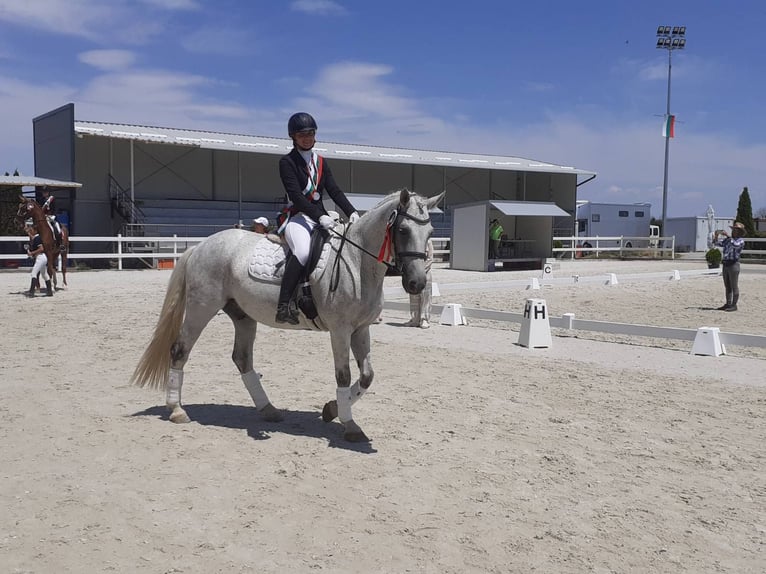 Otras razas Caballo castrado 12 años 160 cm Tordo in София / Sofija Otras razas Caballo castrado 12 años 160 cm Tordo in София / Sofija